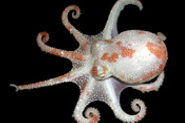 Кракен сайт магазин kraken clear com