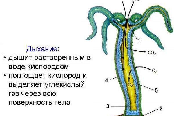 Kraken shop ссылка